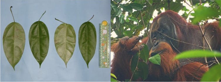 left: four leaves next to a ruler.  right: an orangutan in a treetop